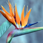 Bird of Paradise flower, illustrating intrigue