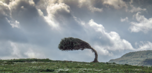 Stock photo of a single tree bent back by the wind on a dramatic landscape