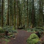 The path of curiosity. A woodland trail in Mt. Hood National Forest, Oregon.