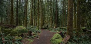 The path of curiosity. A woodland trail in Mt. Hood National Forest, Oregon.