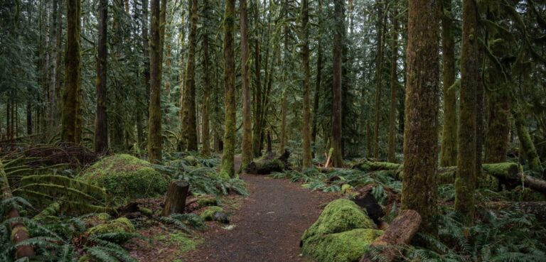 The path of curiosity. A woodland trail in Mt. Hood National Forest, Oregon.