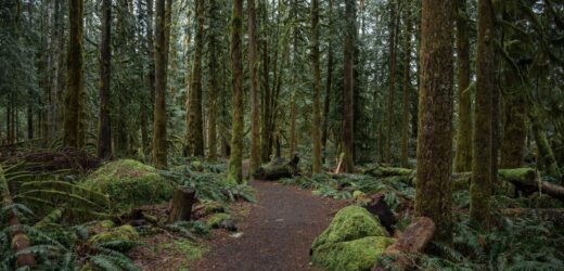 The path of curiosity. A woodland trail in Mt. Hood National Forest, Oregon.