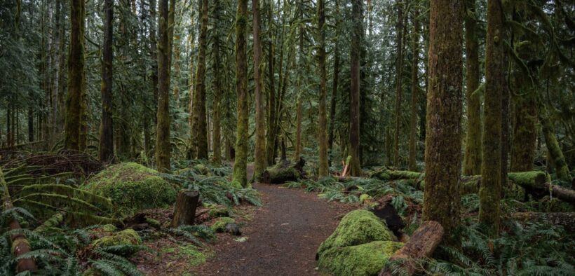 The path of curiosity. A woodland trail in Mt. Hood National Forest, Oregon.